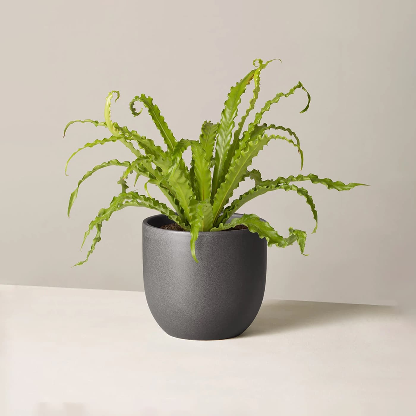 Bird's Nest Fern
