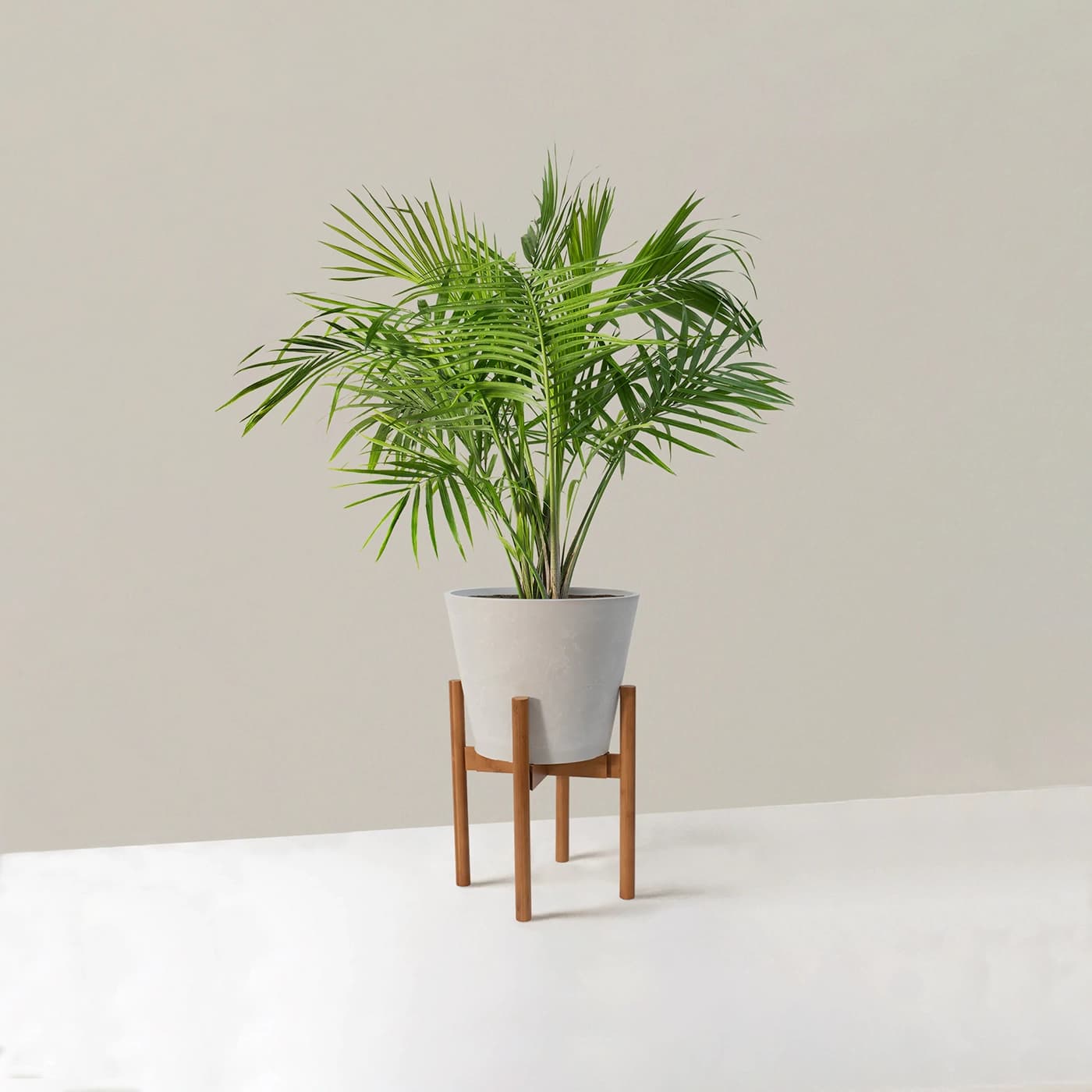 Large Majesty Palm