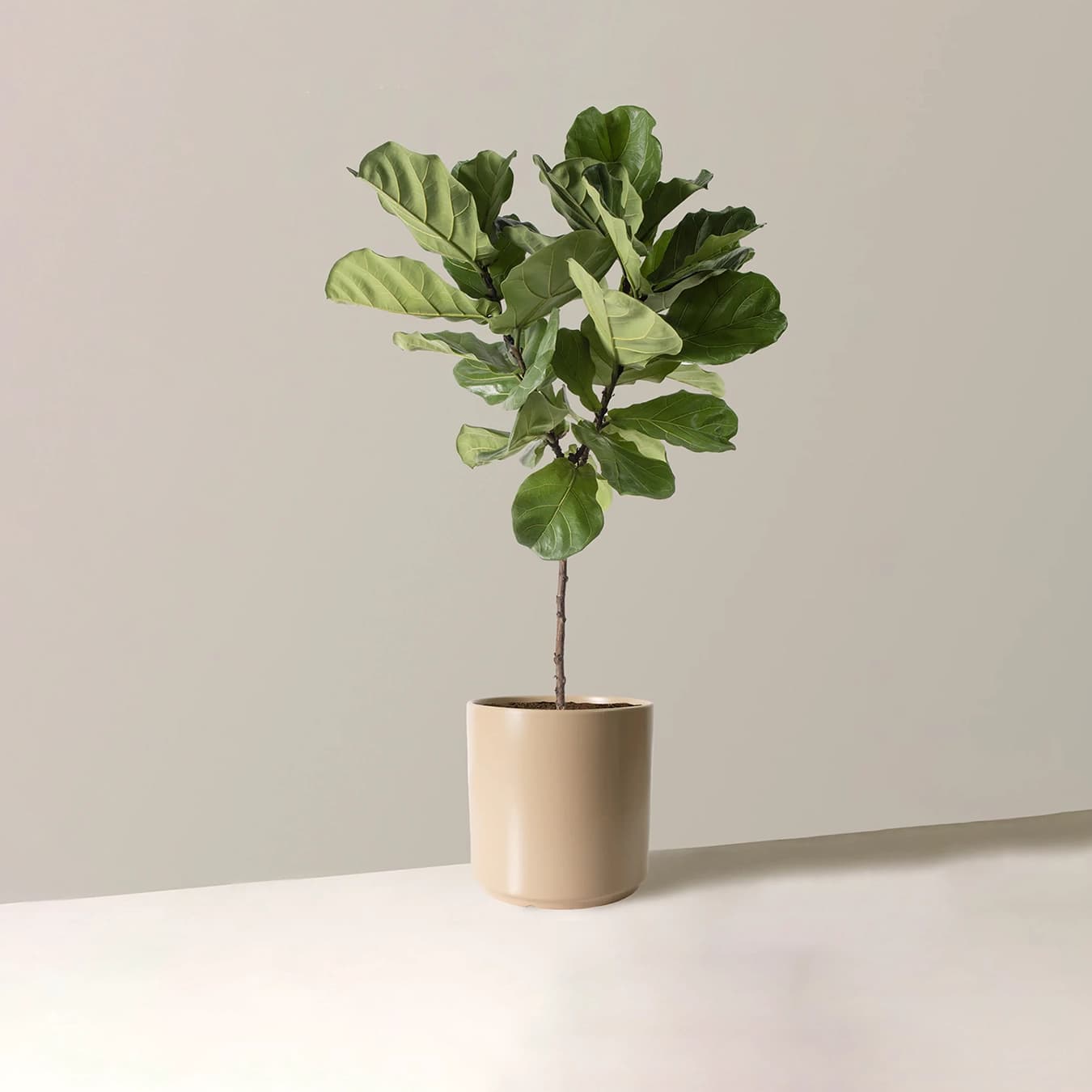 The Fiddle Leaf Fig