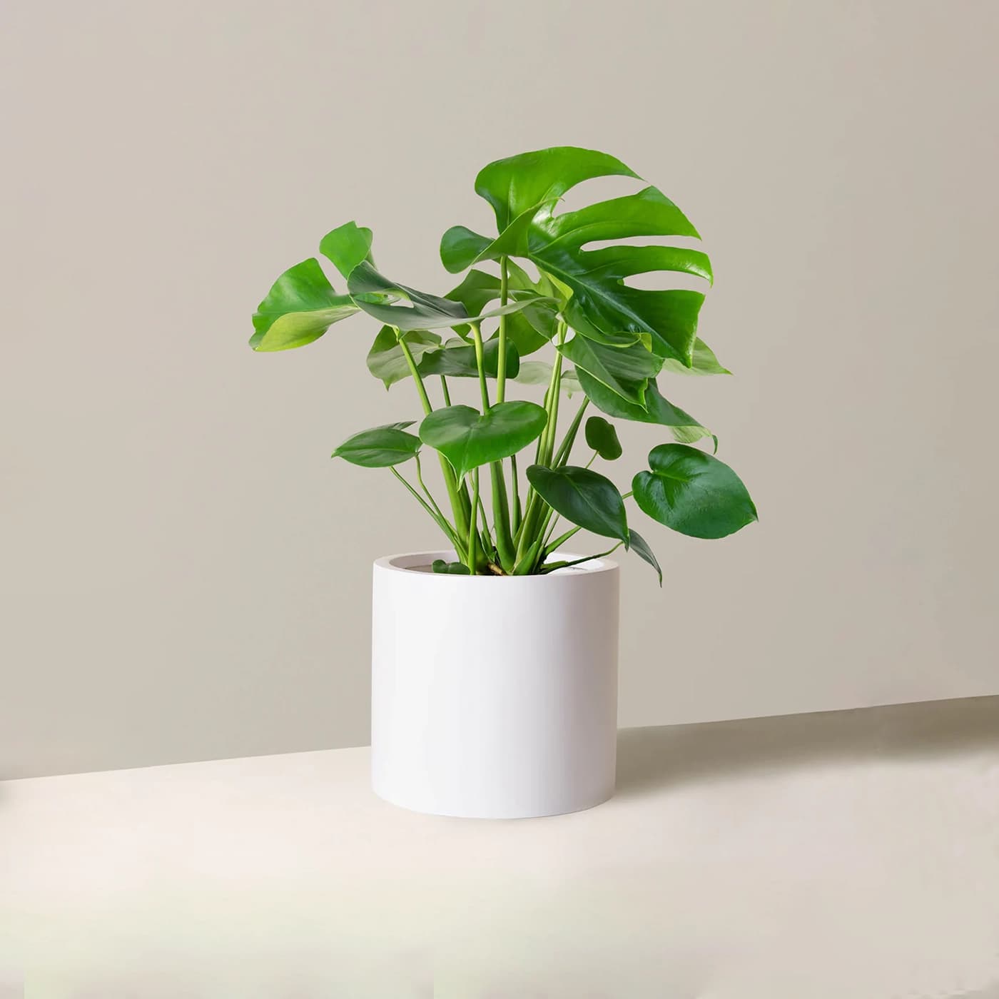 Large Monstera Deliciosa