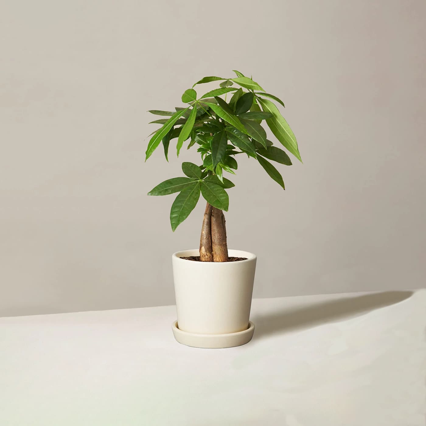 Money Tree