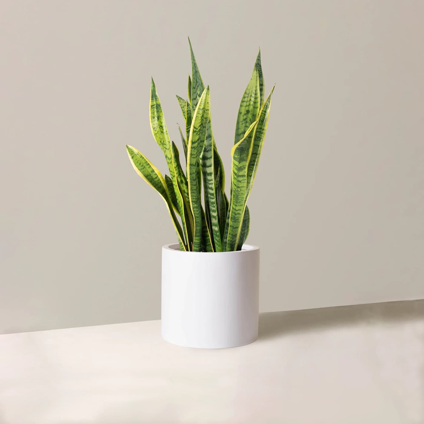 The Snake Plant
